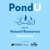 Pond University artwork