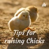 Tips for raising chicks artwork