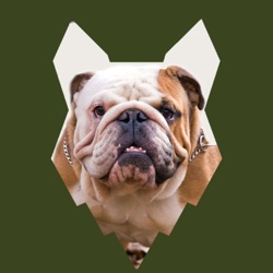 How To Get Your ENGLISH BULLDOG TO STAY