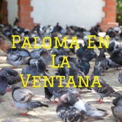 Paloma En La Ventana