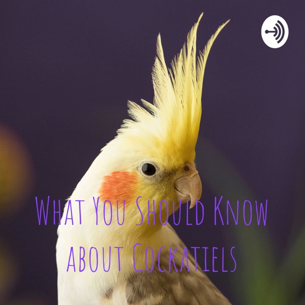 What You Should Know about Cockatiels Artwork