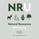 Managing pine rotations for turkeys | Wild Turkey Science #279