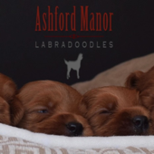 Ashford Manor Labradoodles - Ashford Manor Labradoodles