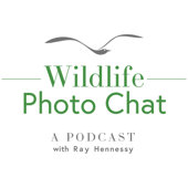 Wildlife Photo Chat - Ray Hennessy