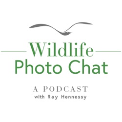 Wildlife Photo Chat