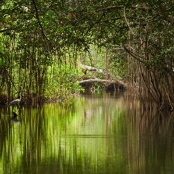 ¿En Colombia, dónde se encuentran los manglares?
