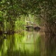 Problematicas de los manglares en Colombia.
