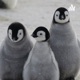 Los pingüinos son chidos 🐧