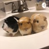 Guinea pig corner