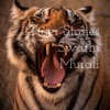 Tiger Stories .Swathi Murali  artwork