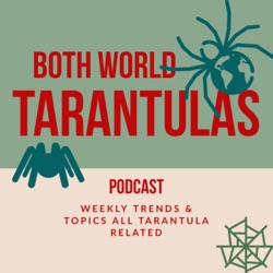 Tarantula Substrate & Best Feeder Talk