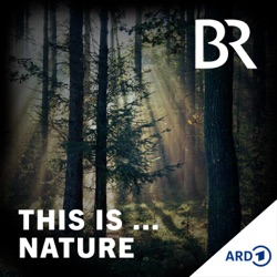 Meditative Natursounds: Regen... Entspannung mit jedem Tropfen