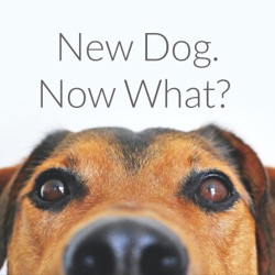New Dog. Now What?  (Trailer)