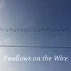 Swallows on the Wire artwork