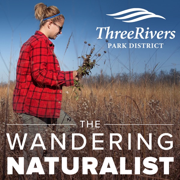 The Wandering Naturalist Artwork