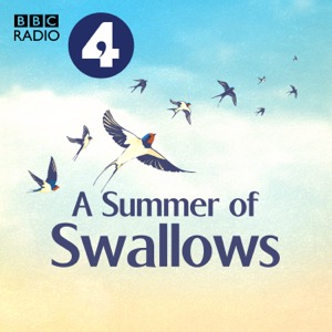 A Summer of Swallows