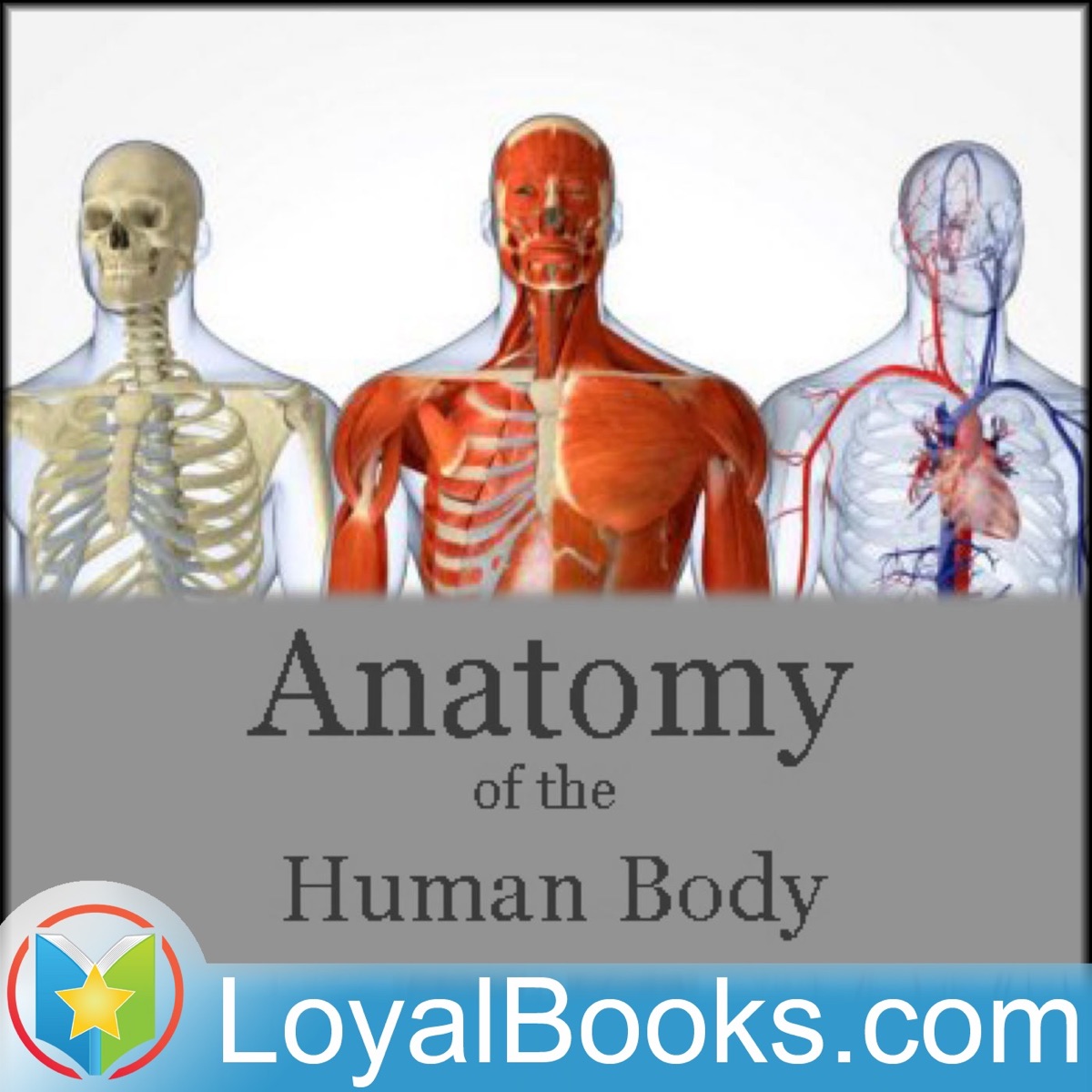 14 – The Thoracic Vertebrae; The Lumbar Vertebrae – Anatomy of the ...