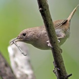 House Wrens and Dummy Nests
