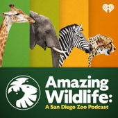 Amazing Wildlife: A San Diego Zoo Podcast - iHeartPodcasts