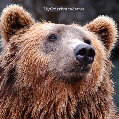 Grizzly Project