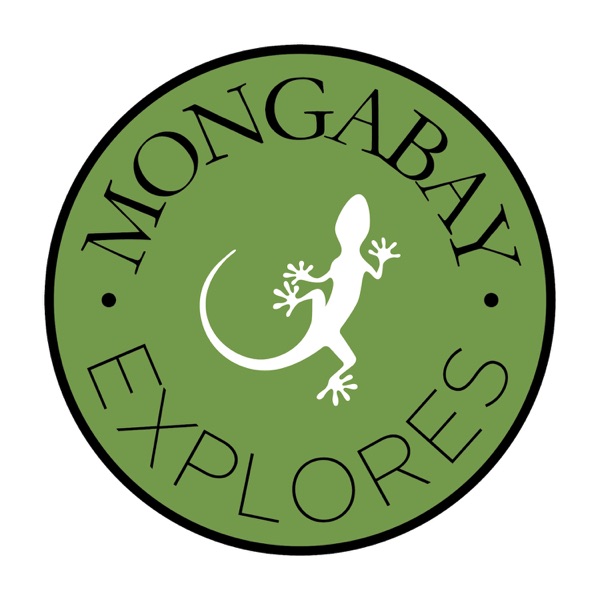 Mongabay Explores Artwork