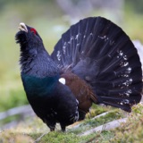 Working to Protect the Capercaillie