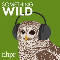 Something Wild podcast