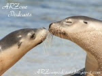 ARZone Intersectionality Interview 12 - Will Tuttle