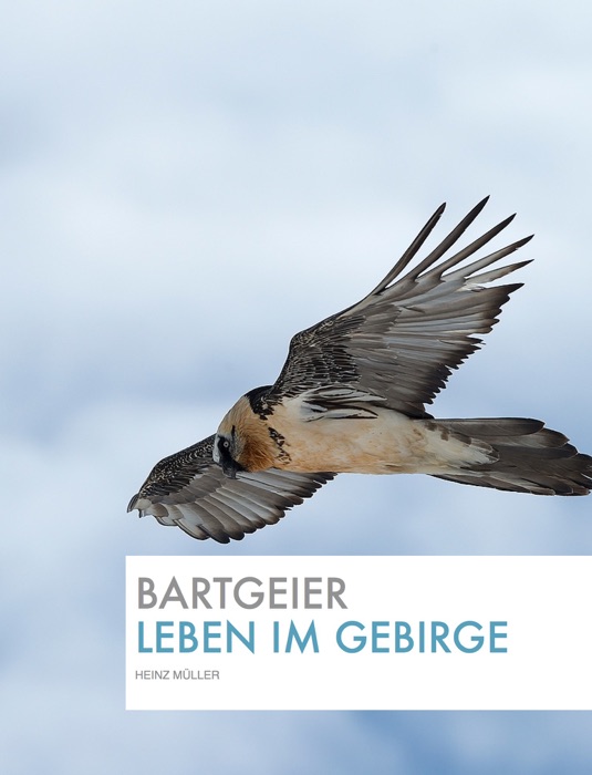 Bartgeier