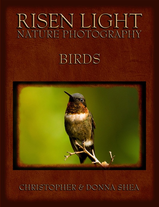Risen Light Nature Photography of Birds