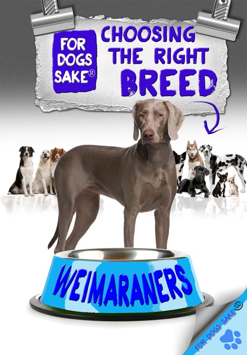 Choosing the Right Breed: Weimaraners