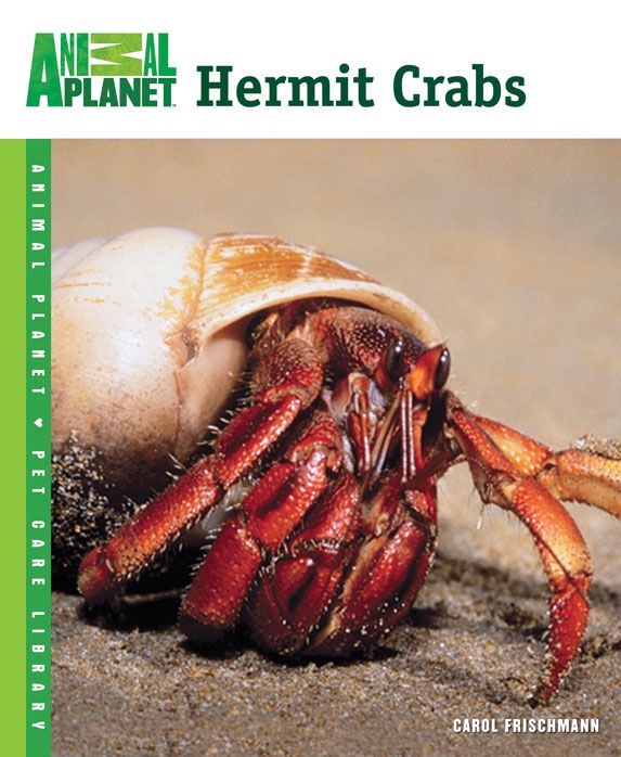 Hermit Crabs