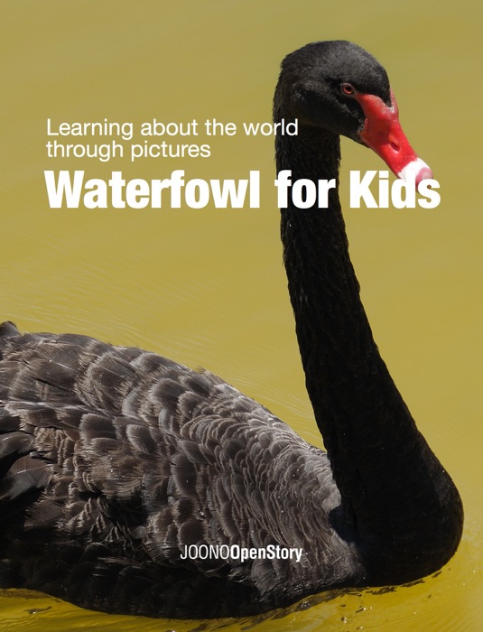 Waterfowl for Kids