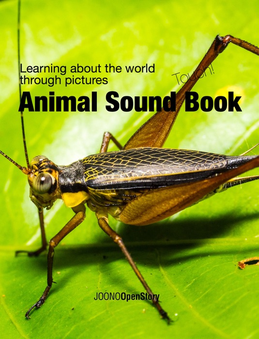 Animal Sound Book