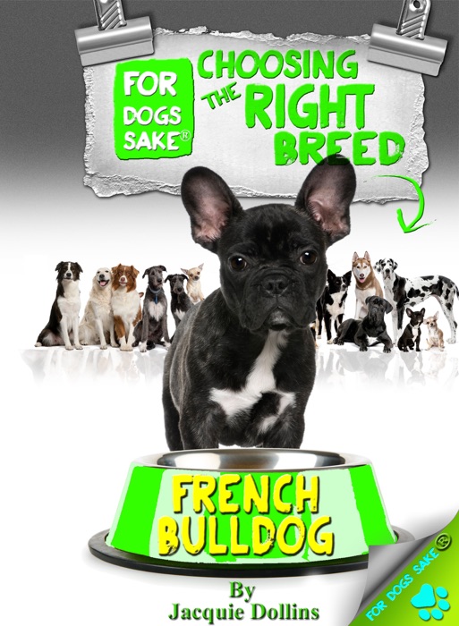 Is a French Bulldog Right For You