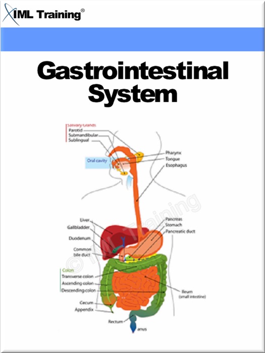 Gastrointestinal System (Human Body)