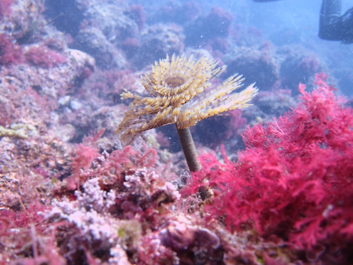 Flora y fauna del mar Mediterráneo: Bahía de Marbella en buceo