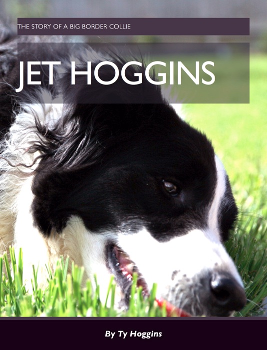 Jet the Border Collie