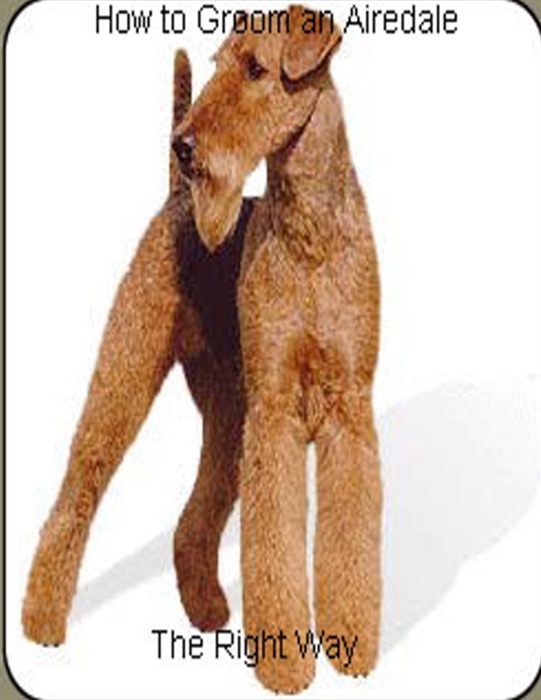 How to Groom an Airedale