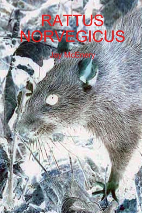 Rattus Norvegicus
