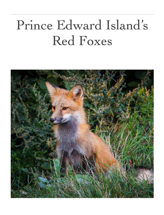 Prince Edward Island’s Red Foxes