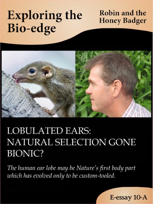 Lobulated ears: natural selection gone bionic?