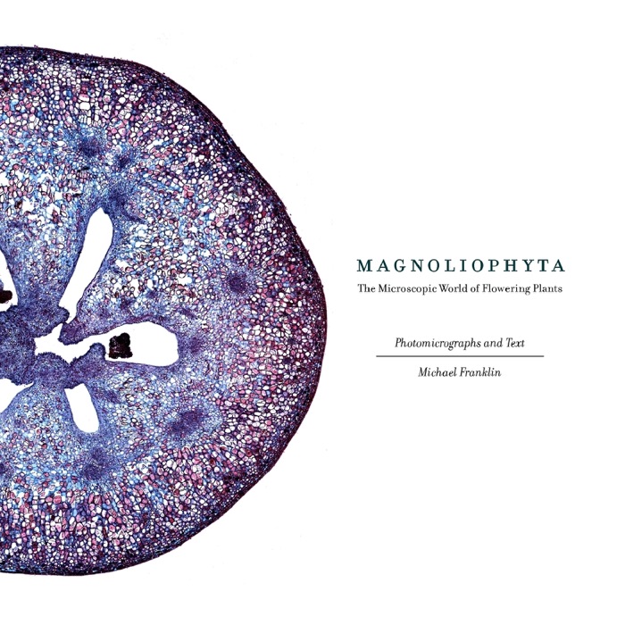 Magnoliophyta