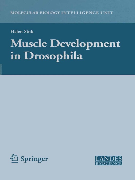 Muscle Development in Drosophilia