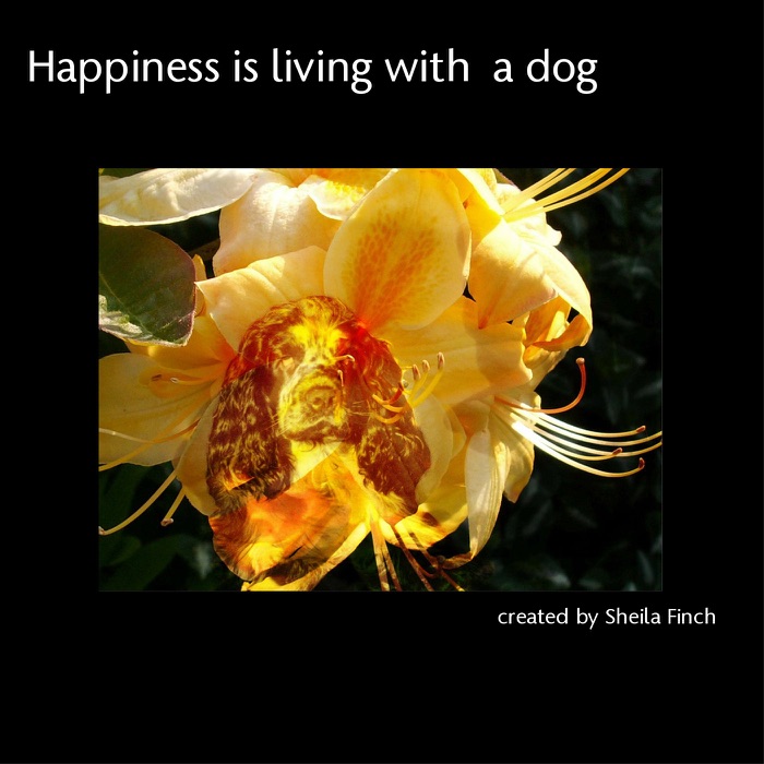 Happiness Is Living With a Dog