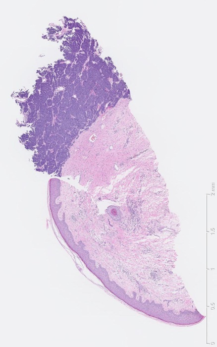 C’s Histology Atlas