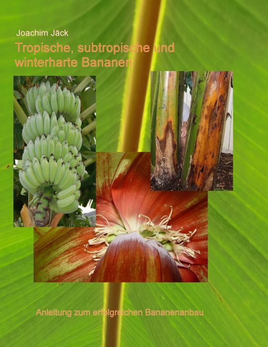 Tropische, subtropische und winterharte Bananen