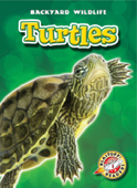 Turtles - Emily Green