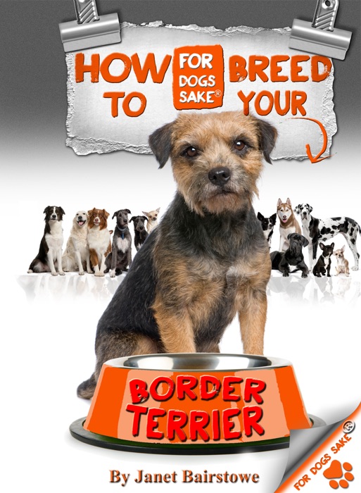 How to Breed your Border Terrier