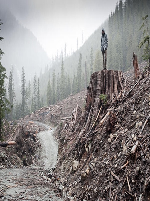 Clearcut